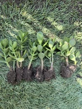 Set Crassula Ovata; Rooted; Same Plants As In Pictures; Bonsai