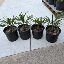 Windmill Palm 2 Gallon Pot 4 Pack