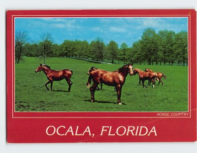 #ad Postcard Beautiful Horses Ocala Florida USA $3.49
