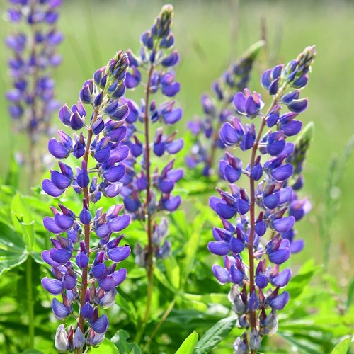10 Wild Lupine Wildflower Seeds - Everwilde Farms Mylar Seed Packet - Picture 3 of 3