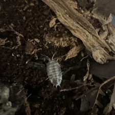 20 P. Laevis "milkback" isopods for bioactive terrarium