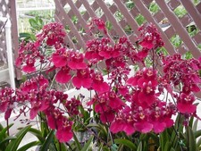 Tolumnia Popoki 'Mitzi', Miniature Orchid Plant Shipped in 2.5" Pot Tolumnia Popoki 'Mitzi', Miniature Orchid Plant Shipped in 2.5" Pot