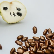 Cherimoya Seeds  10