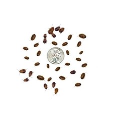 Dubia Roaches SMALL 1/4" Inch - Live Feeder Insects for Reptiles