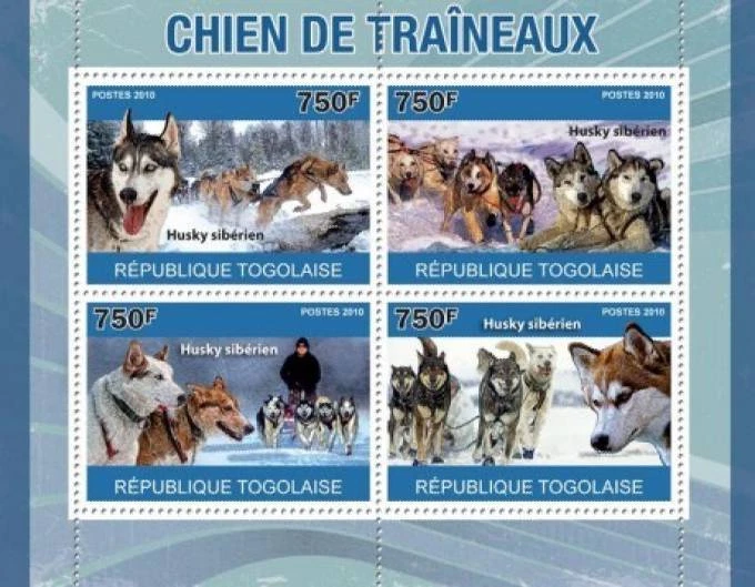 Togo sales siberian husky