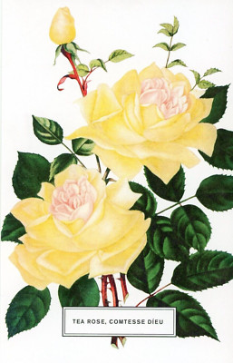 Tea Rose, Comtesse Dieu --POSTCARD