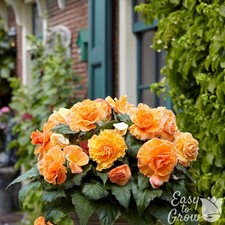 Begonia Picotee Lace Apricot 3 Plant Bulbs - Summer Tropical