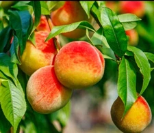 Prunus Persica California Peach 7 Live 6" Fruit Tree Plant Cuttings Edible Sweet