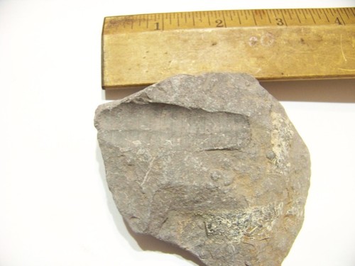 Fossil plant seashell sea creature rock vegetation - Picture 2 of 3