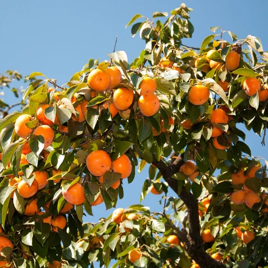 5 plántulas de caqui americano plantación de raíces desnudas, 1-2 pies de alto, inactivas en invierno Foto 2 de 4