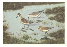 1967 Vintage Print Stilt and Bairds Sandpiper Bird Beach Shorebirds Art Plate