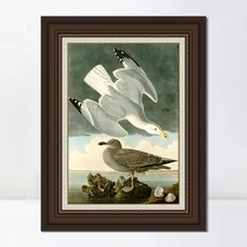 Framed Canvas Giclee Print Art Herring Gull by John James Audubon Home Decor