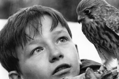 KES DAVID BRADLEY CLOSE UP WITH KESTREL BIRD KEN LOACH CLASSIC 24x36 inch Poster