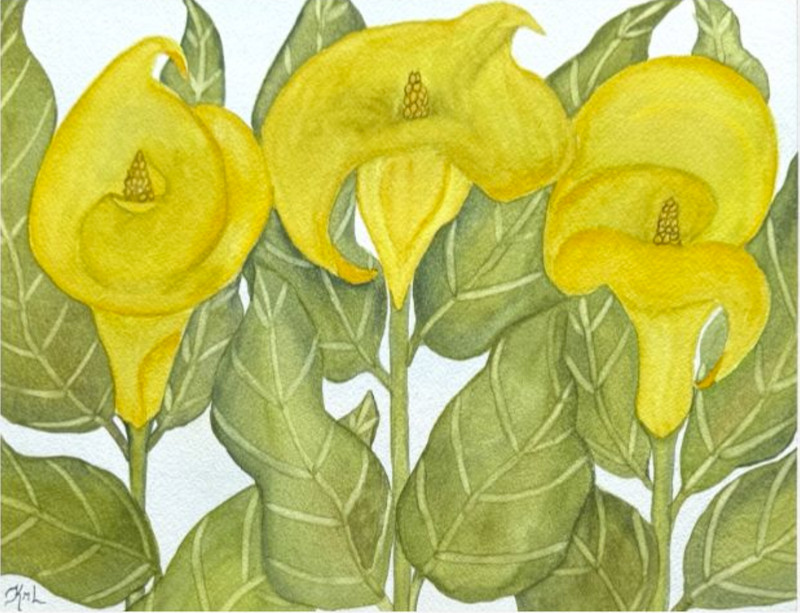 PAINTING WATERCOLOR 11X14 MAT 16X20 FLOWER CALLA LILY YELLOW GOLD GREEN ORIGINAL