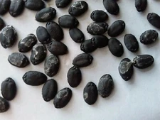 10 New Organic 2024 Home Plant Best Luffa/Loofah Seeds.Good for Vegetable/Sponge