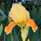 Intermediate Bearded Iris Rhizome "HONEY GLAZED"  O. D. Niswonger  1983  AWARDS! — photo 2