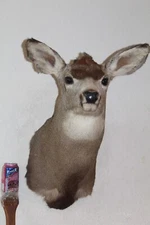 Mule Deer Head Shoulder Mount Taxidermy Mount Antler Hunt Whitetail Rack Hide
