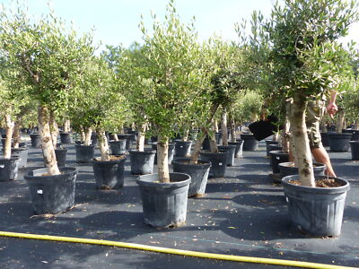 Olivenbaum Olive "Angebot" 150 - 180 cm, beste Qualitt winterhart Olea  Europaea | eBay.de