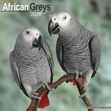 African Greys Calendar 2026 | 12x24" 16 Months | Birds Animals Gift Wall