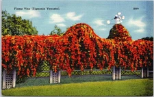 Vintage Flame Vine Postcard by Tichnor Bros, Boston Linen Texture