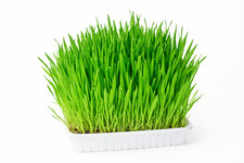 500 Graines d'herbe à Chat BIO / Orge à Semer