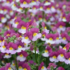 Nemesia cassis plug plants garden scented flowers pot bed patio basket pack of 3