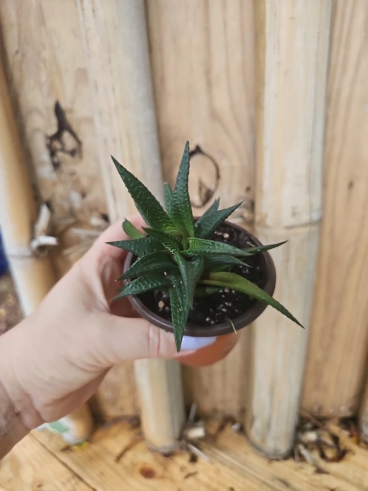 Planta viva suculenta rara de cactus Haworthia Limifolia  Foto 4 de 4