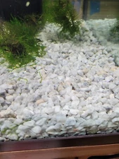 White Marble Chips Aquarium Gravel Substrate 9 Lbs Bags FREE SHIPPING