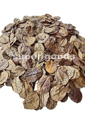100Pcs Small 5'' Indian Catappa Almond Leaves IAL For Betta, Shrimps, Reptiles