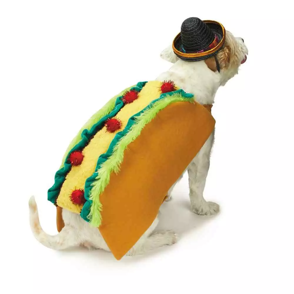 Dog dressed top as taco