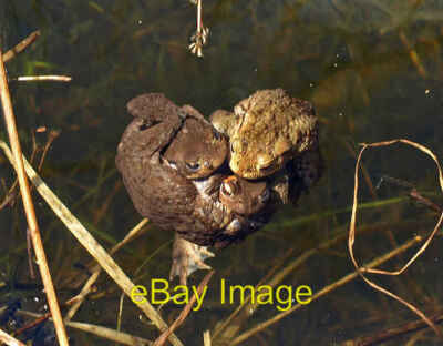 Foto 6x4 Krötenorgie Kirkcowan Paarungskröten in einem Teich am Rande des F c2008