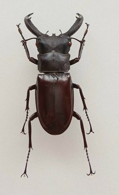 Hexarthrius Rhinoceros Large Black Male Stag Beetle Set x1 Jaws Open (A1)  D41