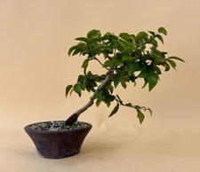 Zelkova Bonsai