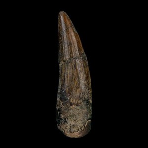 Suchomimus Tooth | eBay