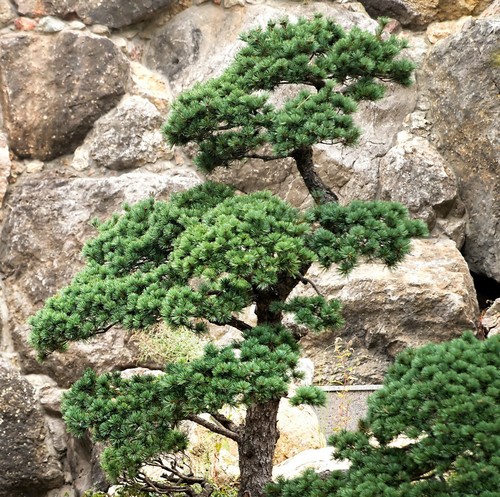 SAMEN Garten Miniatur Baum Chinesische Kiefer winterhart Zierbaum