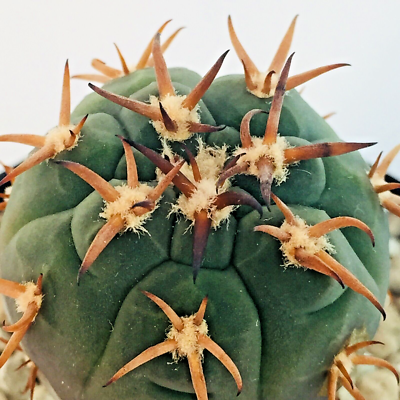 Gymnocalycium spegazzinii var. unguispinum Very Rare Cactus Own Roots UK  Grown | eBay UK
