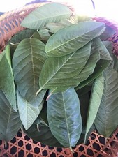 35 Fresh All Natural High Quality Guava Organic Growth CALIFORNIA Leaves for Tea