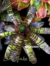 Noregelia  CAT  S MEOW        Offset Bromeliad Plant