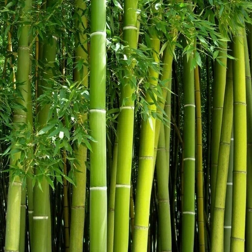 Giant Green Bamboo Seeds for Planting - 500+ Bamboo Seeds Fast Growing