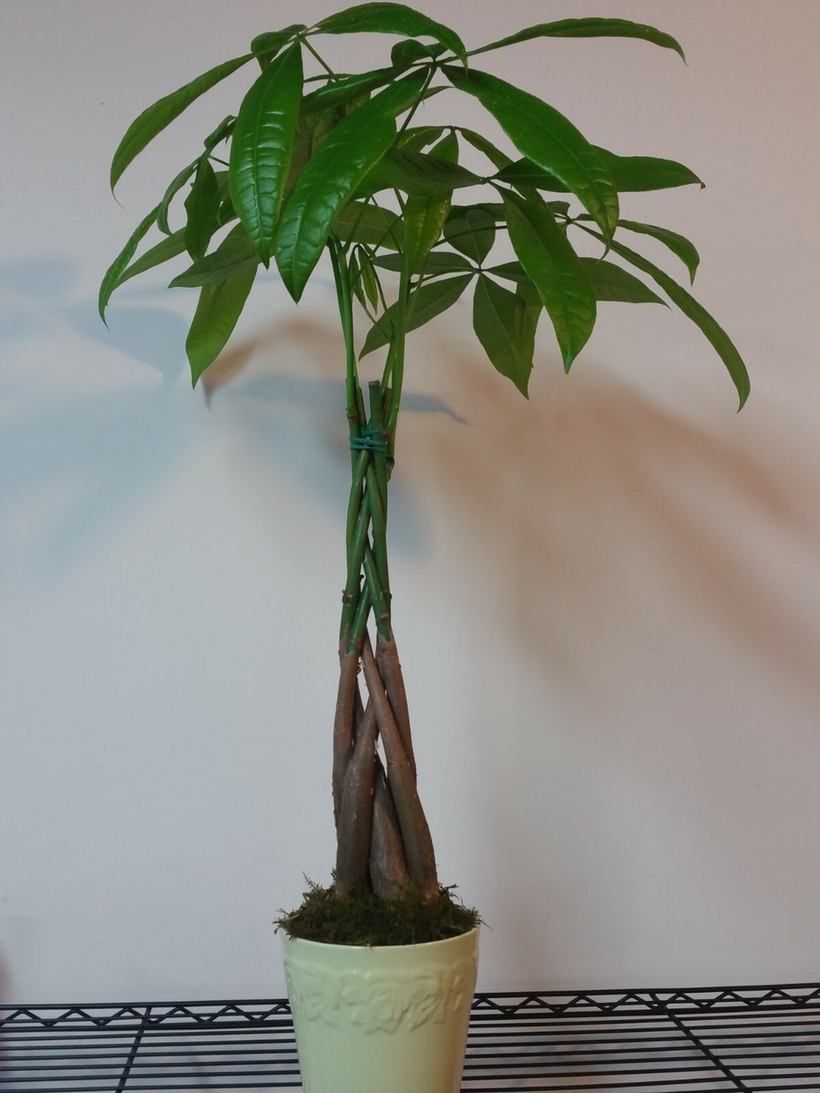 Money Tree / Feng Shui Plant / Good Luck Tree + FREE 1 Plant Food | eBay