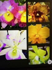 Orchid Plant 12 seedlings no tag no pot