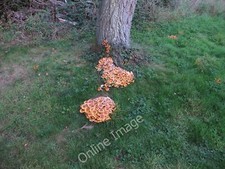 Photo 12x8 Honey Fungus Epping Honey fungus spreads underground, attacking c2011
