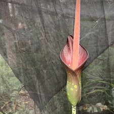 Aroid (Amorphophallus borneensis) - 1 germinated seed