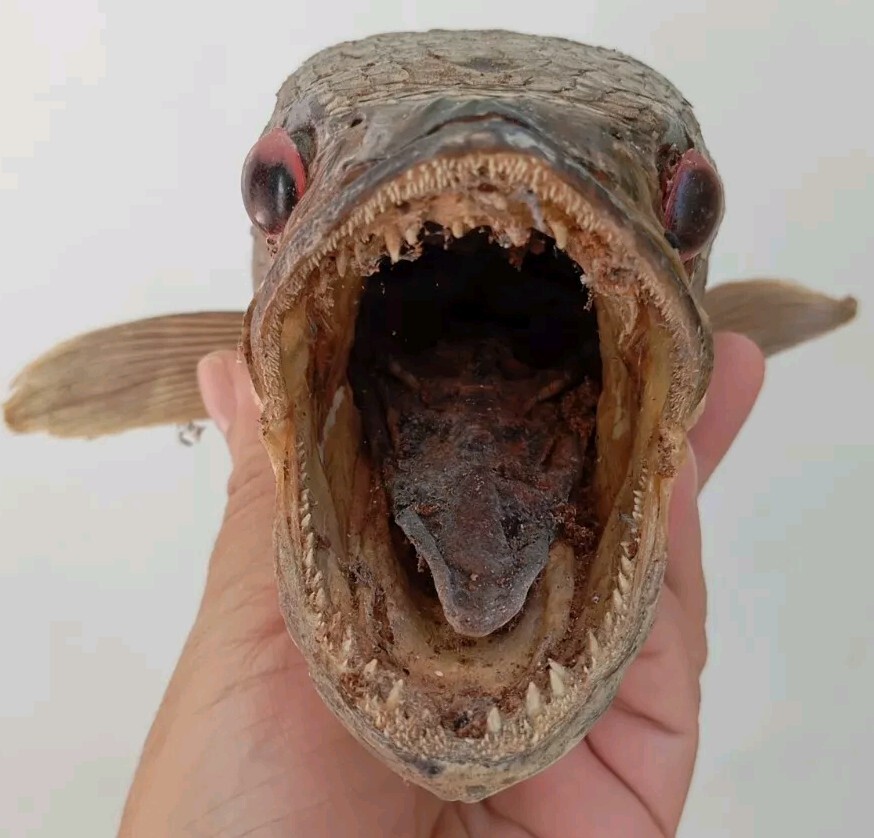 Snakehead Tooth Giant Snakehead Teeth