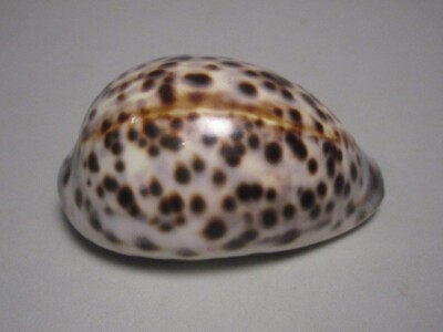 Cypraea tigris (Linnaeus,1758)  ''BEAUTIFUL: YELLOW TONED''  (77.0mm)