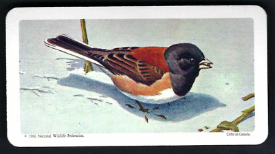 BROOKE BOND (CANADA) - CANADIAN / AMERICAN SONGBIRDS - #44 OREGON JUNCO