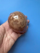 90mm | Cypraea Mappa | F+++ | GLOBOSE | HUGE size