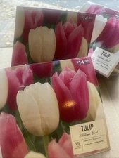 45 COUNT BUBBLEGUM BLEND TULIP BULBS - COLORS: WHITE PINK IVORY FUCHSIA