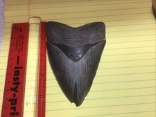 Fossilized Shark Tooth
