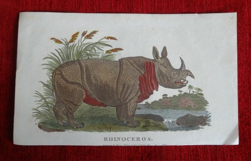 Rhinoceros print, Antique, engraving, hand coloured print, orig. old picture - Picture 4 of 12
